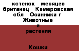 котенок 5 месяцев британец - Кемеровская обл., Осинники г. Животные и растения » Кошки   